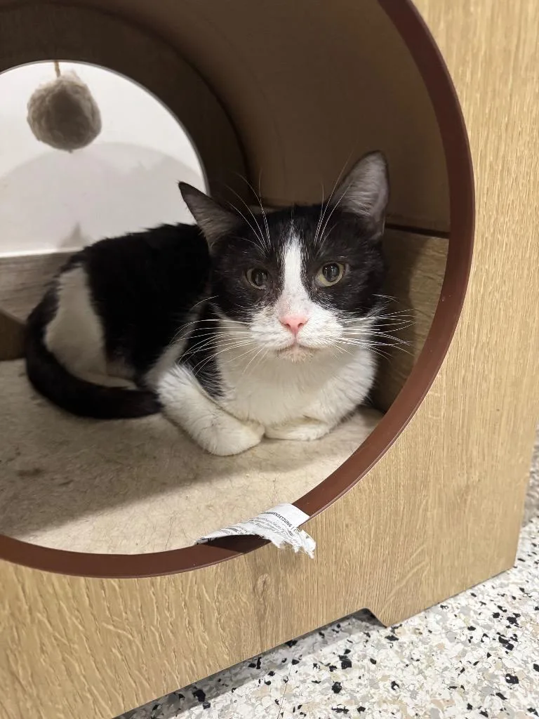 A young medium-sized female Domestic Short Hair cat named Custard for adoption in Fort Lupton, CO
