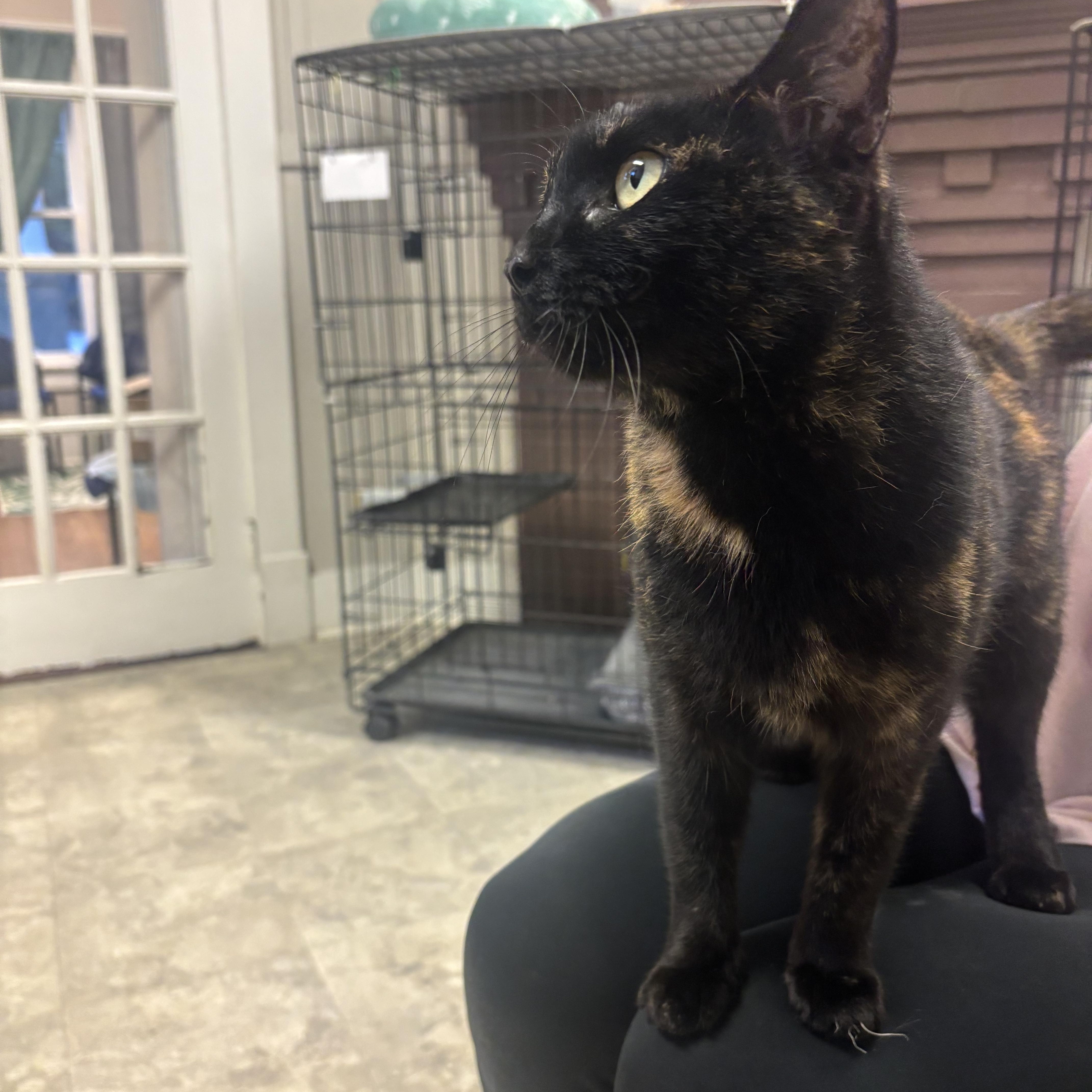 A senior medium-sized female Tortoiseshell Domestic Short Hair cat named Ruby for adoption in Statesboro, GA