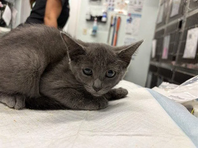 A baby small-sized female Domestic Short Hair cat named Blue for adoption in Tavares, FL