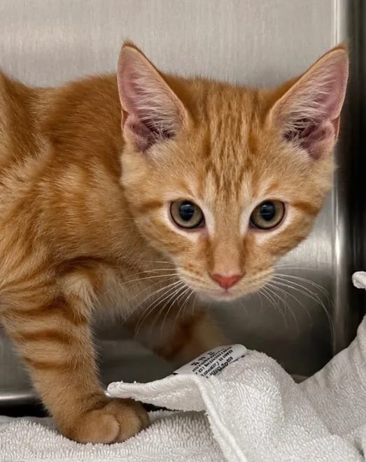 A baby small-sized male Domestic Short Hair cat named Tide for adoption in Labelle, FL