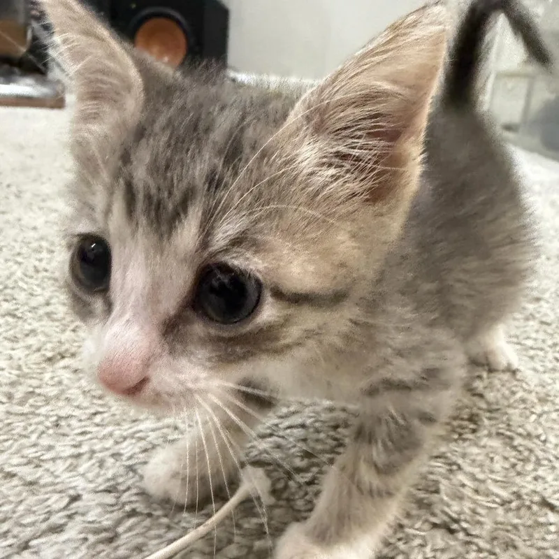 A baby small-sized female Gray / Blue / Silver Domestic Short Hair cat named Miso for adoption in Houston, TX