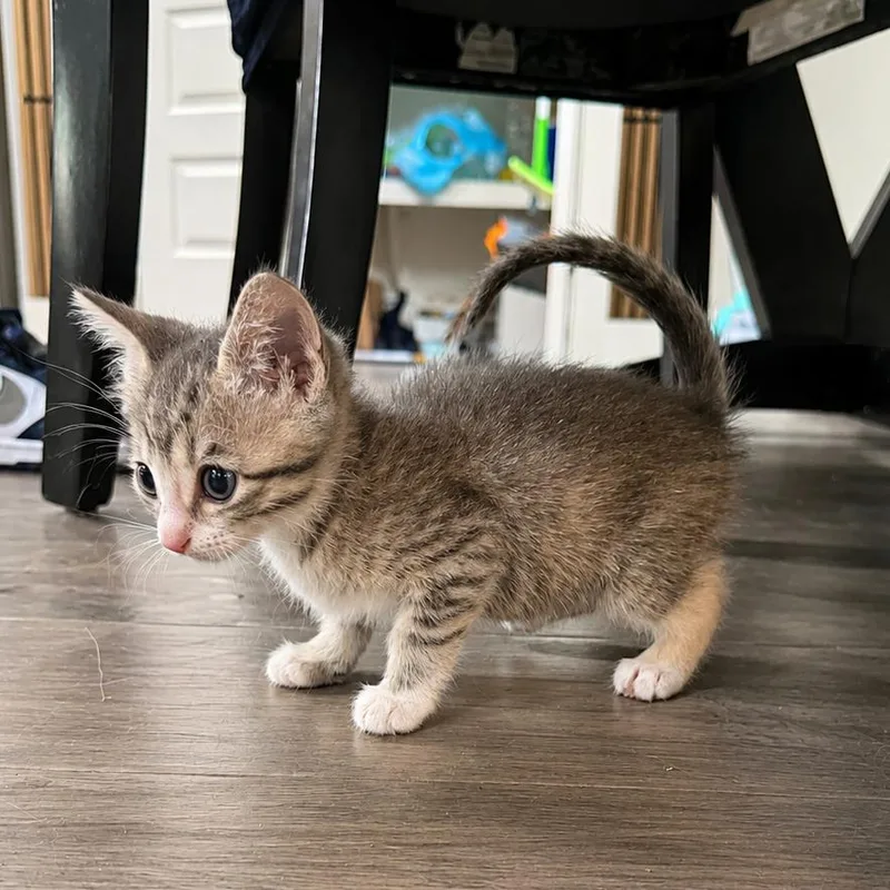 Miso thumbnail 3