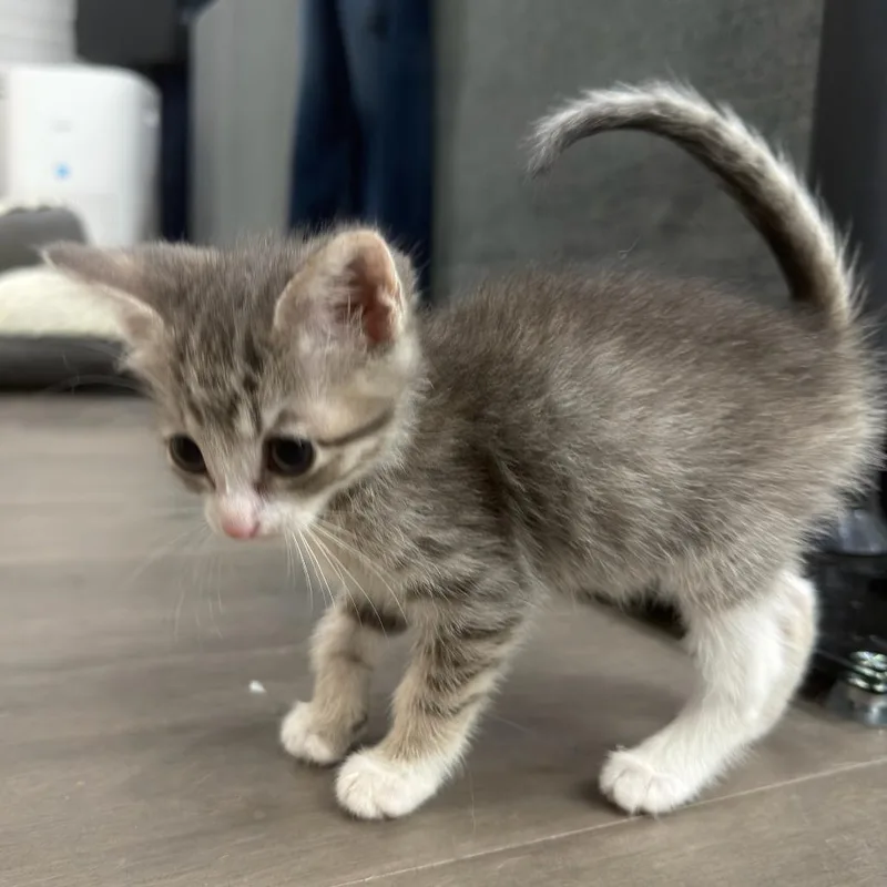 Miso thumbnail 6