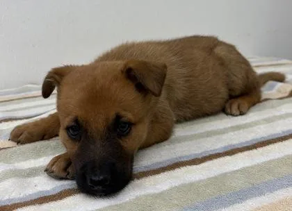 A young medium-sized female Shepherd dog named Annie for adoption in Phoenix, AZ