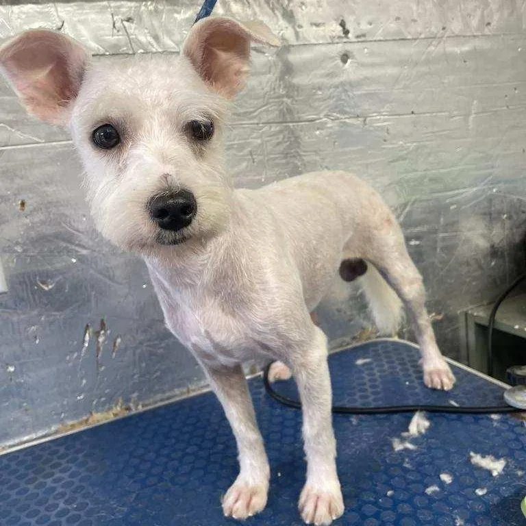 A young small-sized male Miniature Schnauzer dog named Piggy for adoption in Danville, VT
