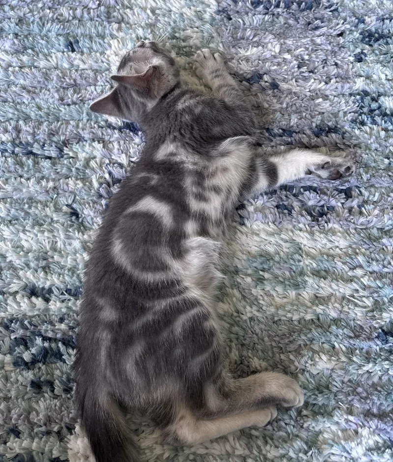 A baby medium-sized female Domestic Short Hair cat named Rachet  Willow Grove for adoption in Greenville, DE