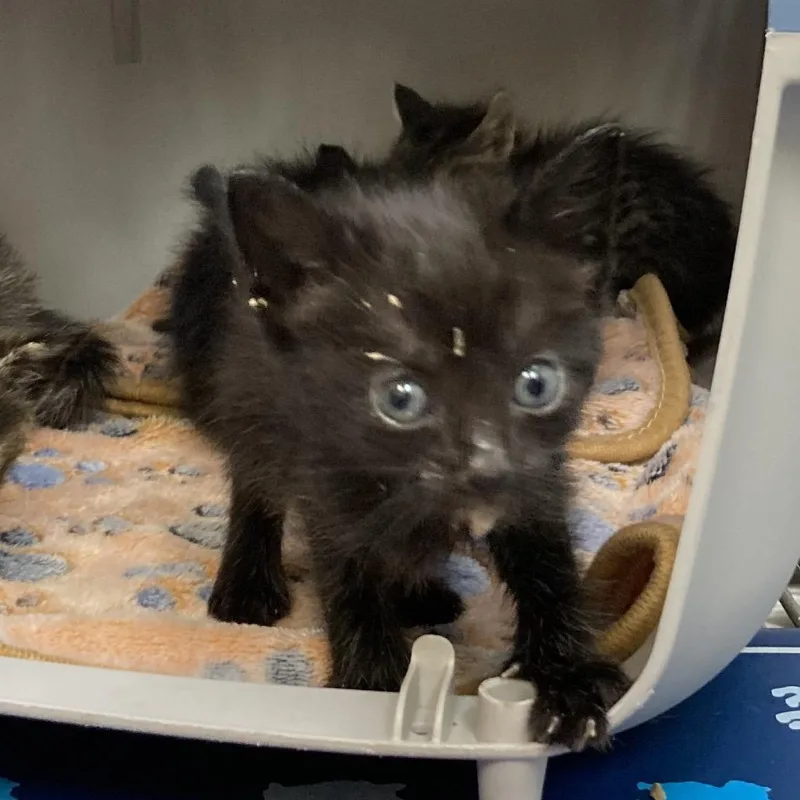 A baby small-sized male Black Domestic Short Hair cat named Pascal for adoption in Galveston, TX