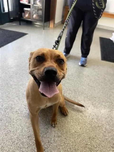 Nala