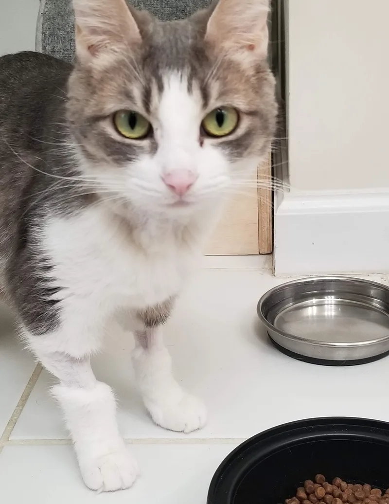 An adult medium-sized female Tabby (Gray / Blue / Silver) Tabby cat named MarieWants to be your for adoption in Laurel, MD