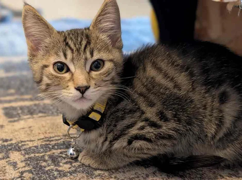 A baby medium-sized female Domestic Short Hair cat named Tempest for adoption in Sequim, WA
