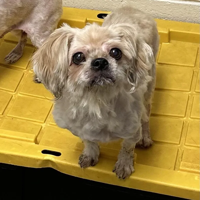 A senior small-sized female Yellow / Tan / Blond / Fawn Pekingese dog named Coffee Cake for adoption in Rocky Mount, VA