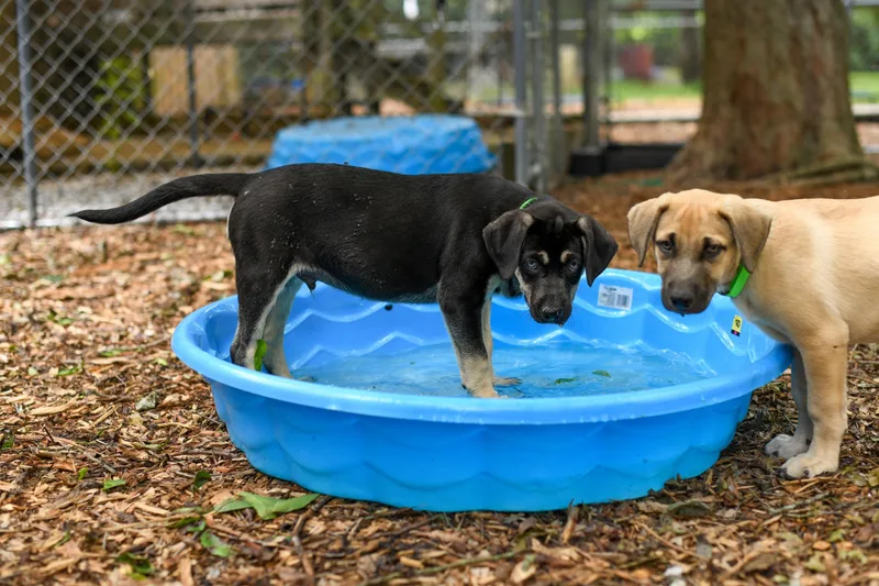 A baby medium-sized male Black Mixed Breed dog named Sammy for adoption in BONIFAY, FL
