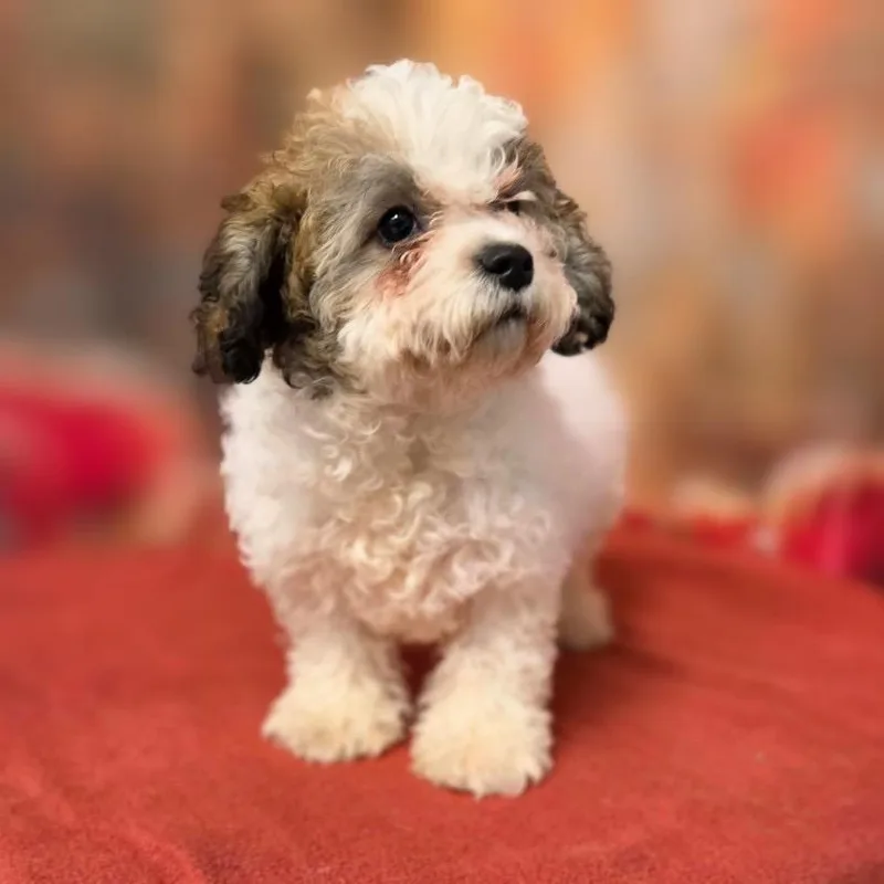 A baby small-sized male Poodle dog named Arlo for adoption in Griswold, CT