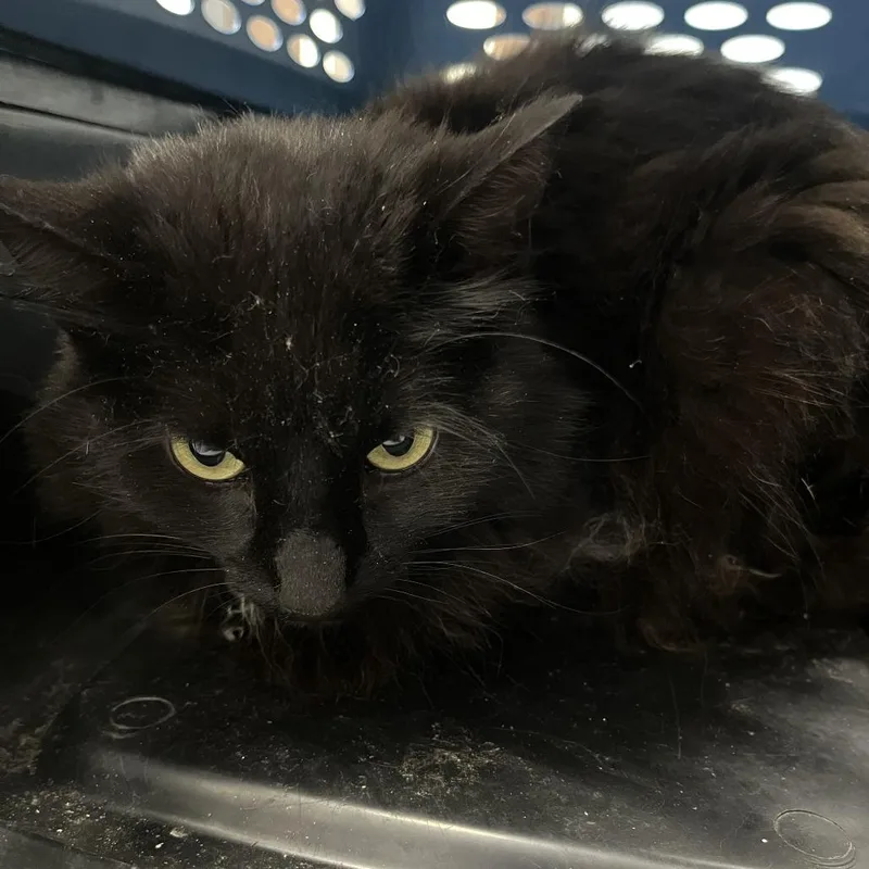 An adult medium-sized female Black Domestic Long Hair cat named Gwen for adoption in Oak Park, IL