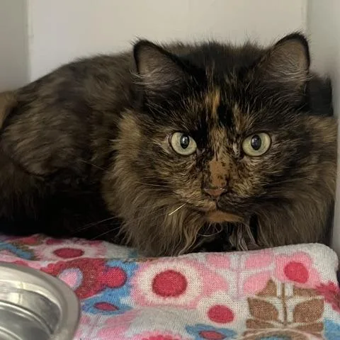 A senior medium-sized female Brown / Chocolate Domestic Long Hair cat named Mila for adoption in Chaska, MN