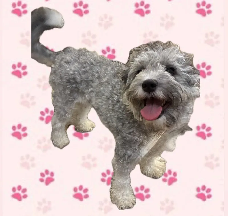 A young small-sized female Poodle dog named Fancy for adoption in Apple Valley, CA