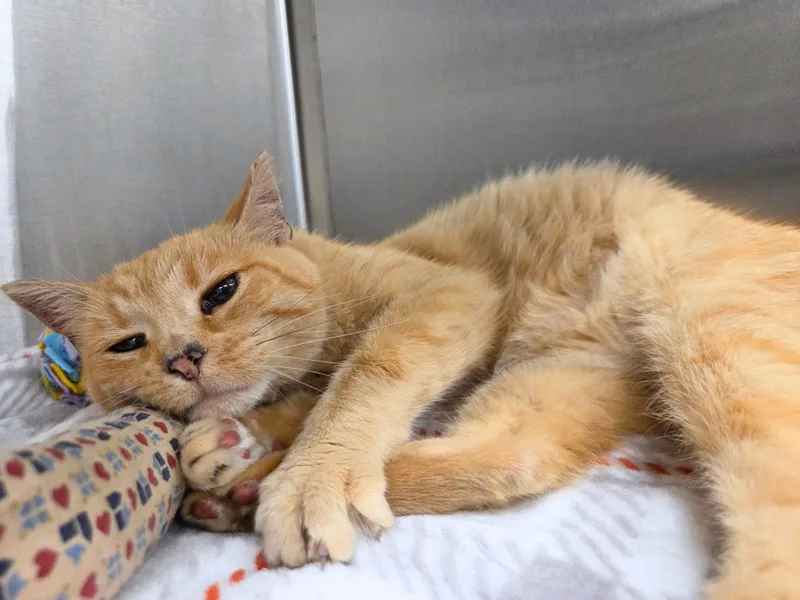 A senior medium-sized female Tabby (Orange / Red) Domestic Short Hair cat named Sally for adoption in Nevada, IA