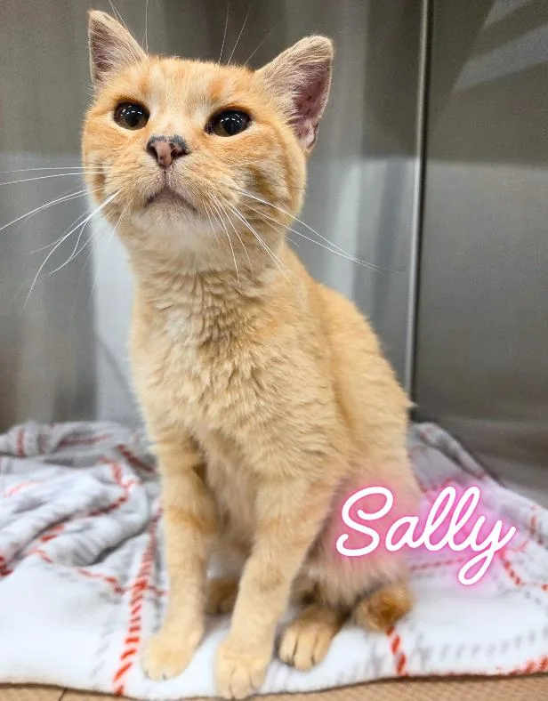 Sally thumbnail 2