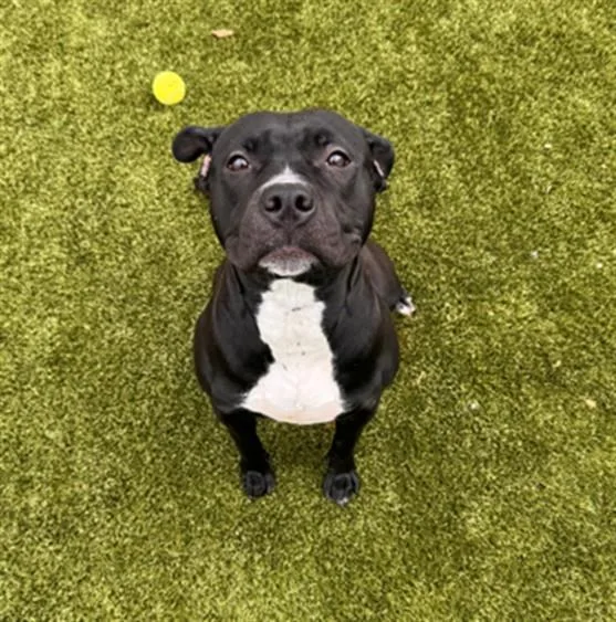 A young large-sized female Pit Bull Terrier dog named Mochi for adoption in Toledo, OH