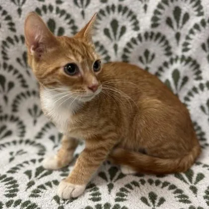 A baby small-sized male Domestic Short Hair cat named Newman $ @ Petsmart for adoption in Seneca, SC