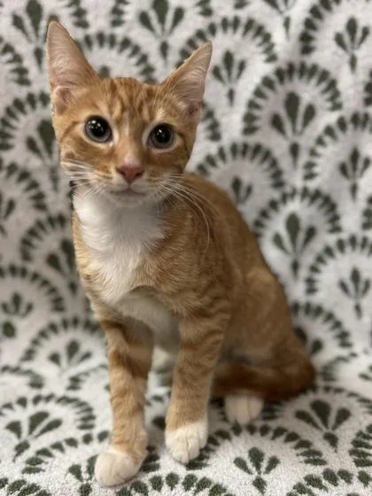 Newman $ @ Petsmart thumbnail 2