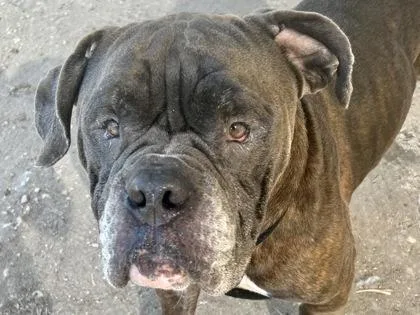 An adult large-sized male Brindle Mixed Breed dog named Chunk for adoption in Georgetown, TX