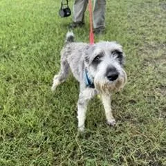 An adult small-sized male Gray / Blue / Silver Schnauzer dog named Barrett for adoption in Tulsa, OK