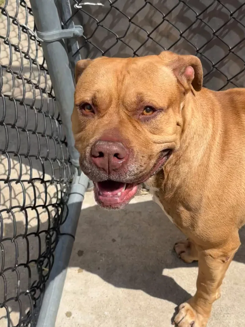 An adult medium-sized male Yellow / Tan / Blond / Fawn Pit Bull Terrier dog named Frankie for adoption in Chicago, IL