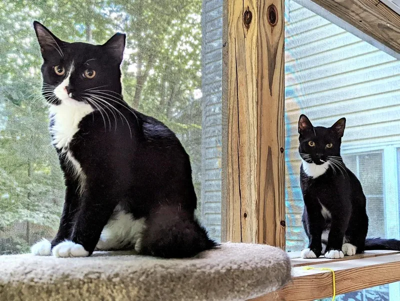 An adult small-sized male Black & White / Tuxedo Domestic Short Hair cat named Sylvester for adoption in Virginia Beach, VA