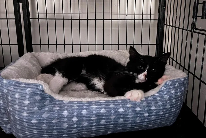 Sylvester thumbnail 5