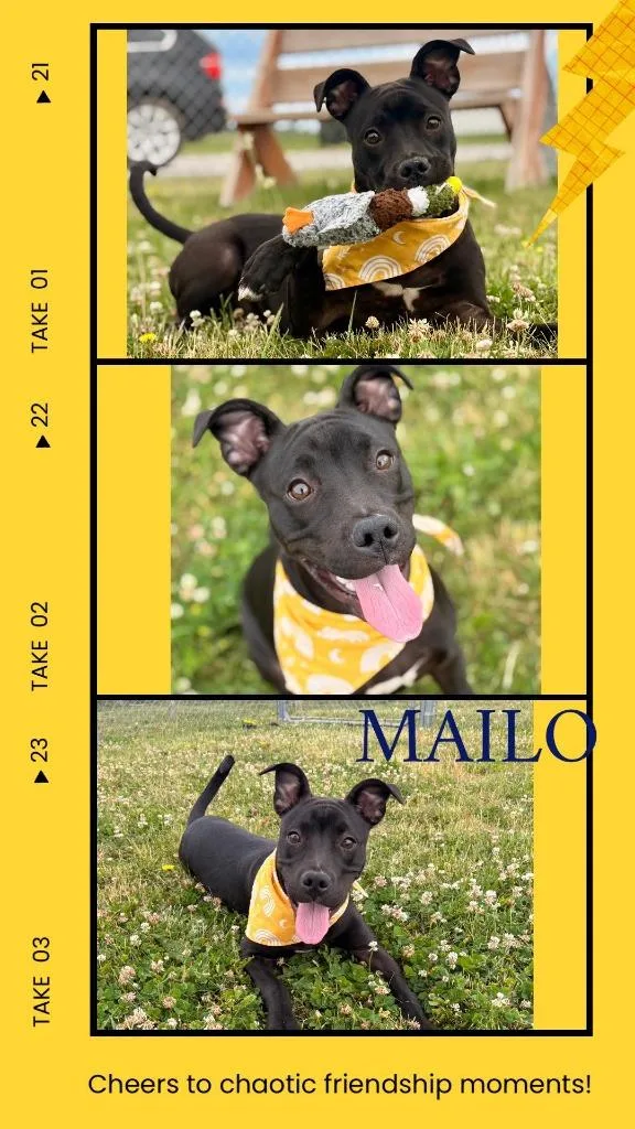 A baby large-sized male Pit Bull Terrier dog named Mailo for adoption in Rensselaer, IN