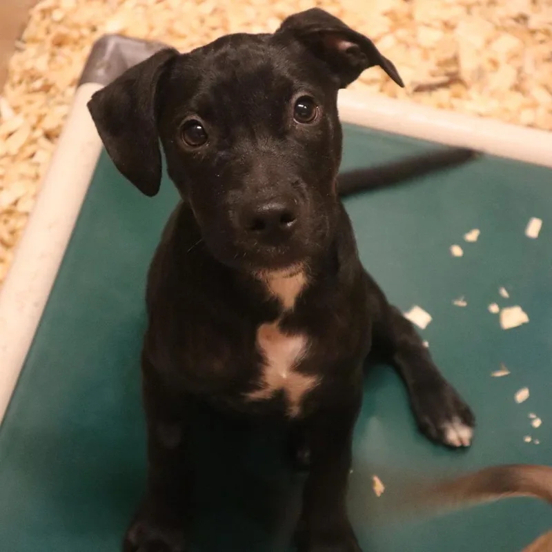 A baby small-sized male Mixed Breed dog named Matt for adoption in Waukesha, WI