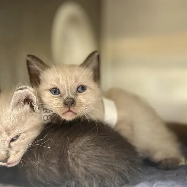 A baby small-sized female Domestic Short Hair cat named Summer for adoption in Riverside, CA