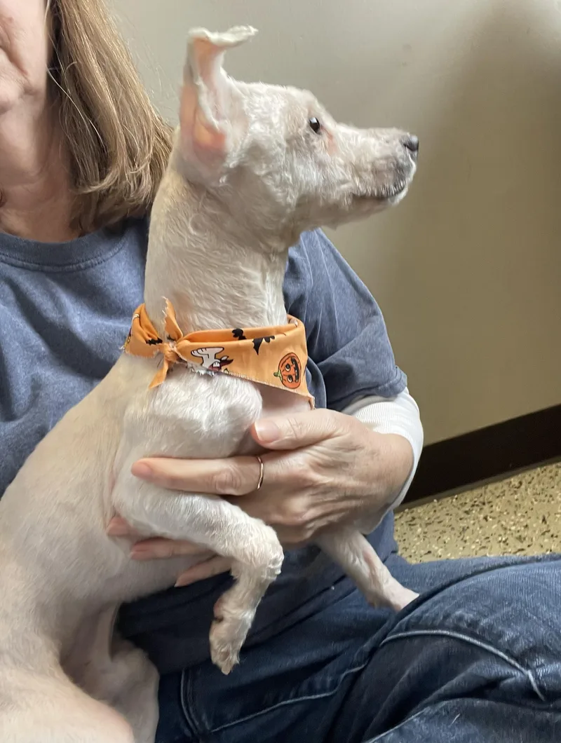 A young small-sized male Maltese dog named Waldo for adoption in Oxford, MI