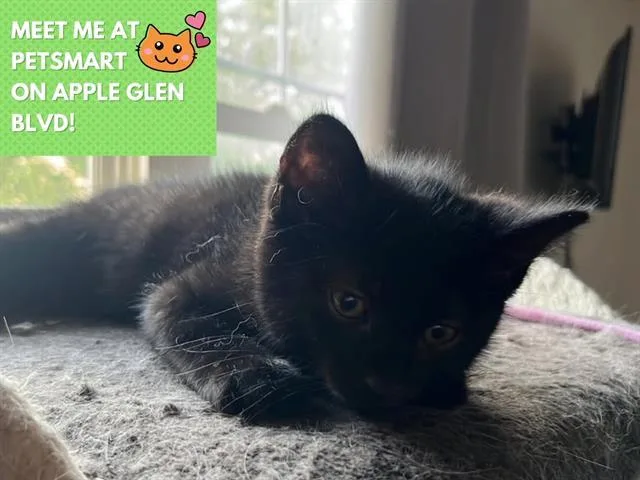 A baby small-sized female Domestic Short Hair cat named Raven for adoption in Fort Wayne, IN
