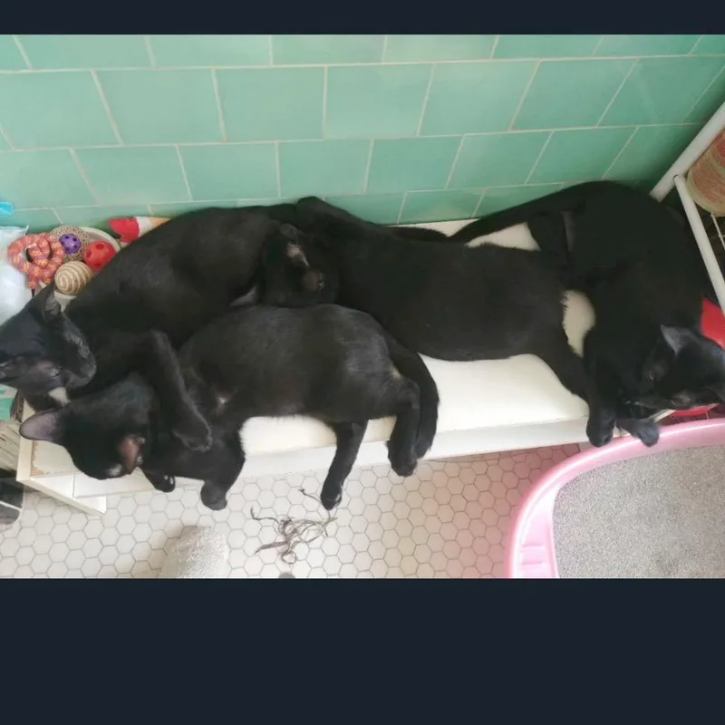 A young small-sized female Black Domestic Short Hair cat named Baby Mama for adoption in Los Angeles, CA