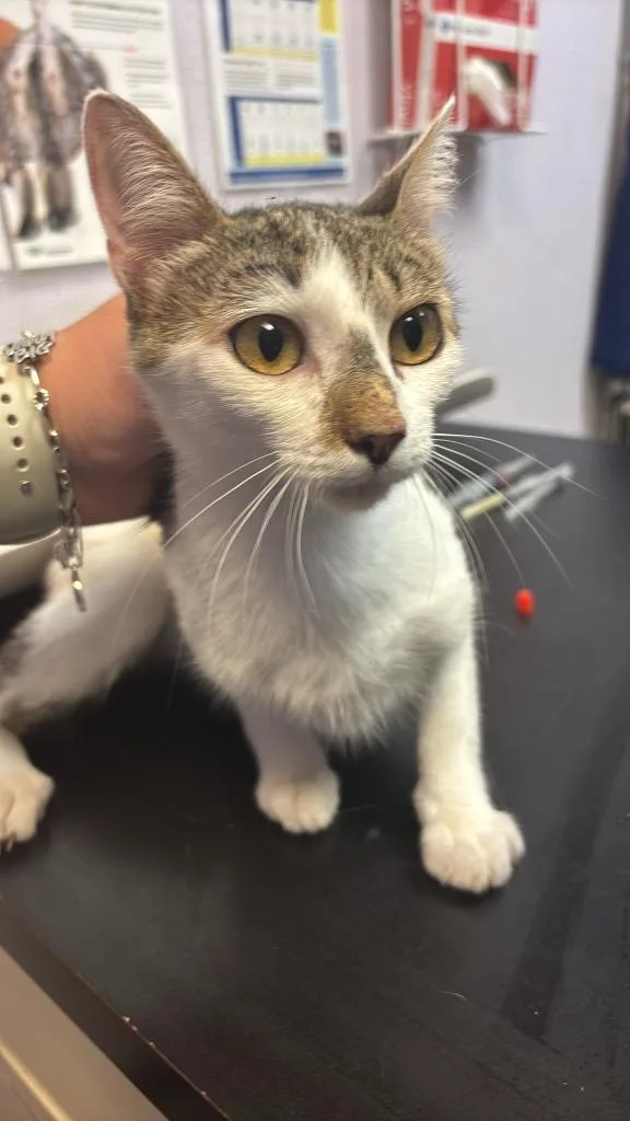 A young medium-sized female Domestic Short Hair cat named Moon for adoption in New Braunfels, TX