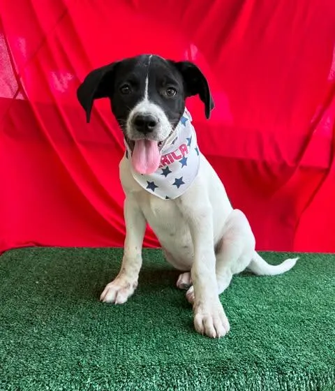 A baby medium-sized male White / Cream Pointer dog named Tucker for adoption in Vernon, CT