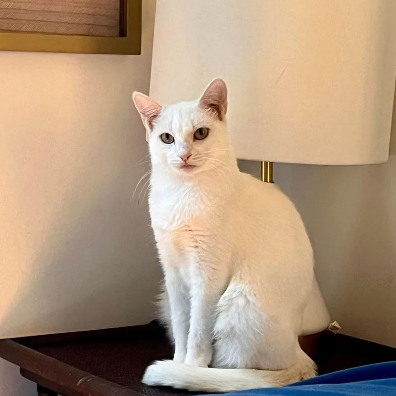 A young medium-sized female White Domestic Short Hair cat named Lucy for adoption in Los Angeles, CA