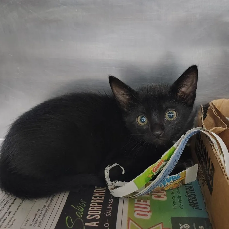 A baby small-sized female Black Domestic Short Hair cat named Frida for adoption in Vieques, PR