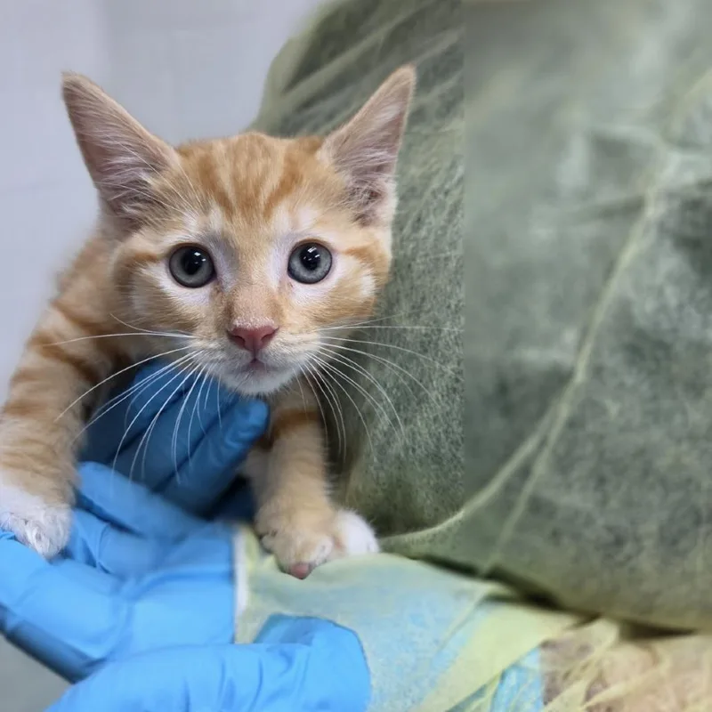 A baby small-sized male Orange / Red Domestic Medium Hair cat named Heavensbee for adoption in Incline Village, NV