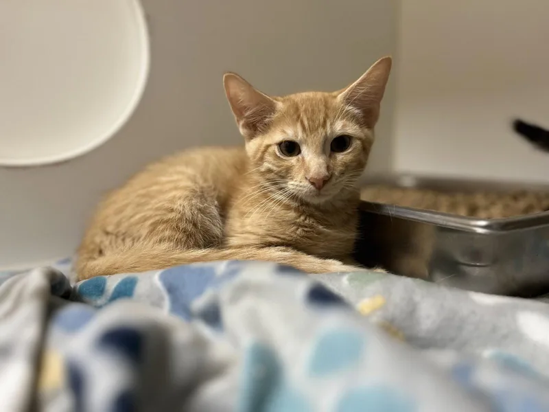 A young medium-sized male Orange & White Domestic Short Hair cat named Barron for adoption in Hilton Head Island, SC