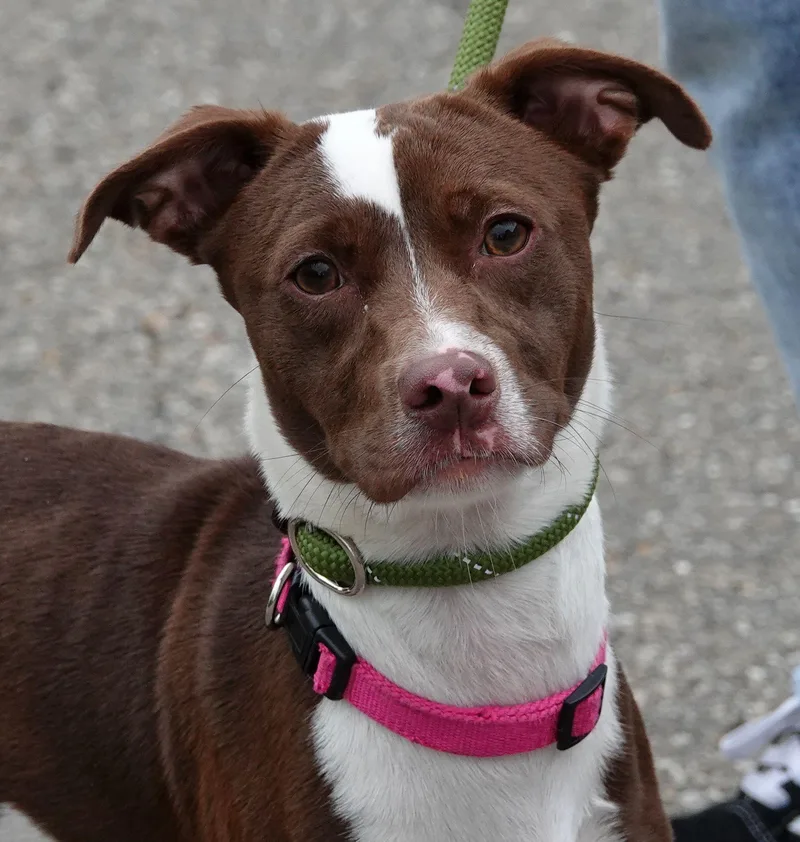 A young medium-sized female White / Cream Dachshund dog named Suzie for adoption in Millfield, OH