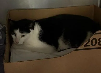 A senior medium-sized female Domestic Short Hair cat named Bluey for adoption in Washington, DC