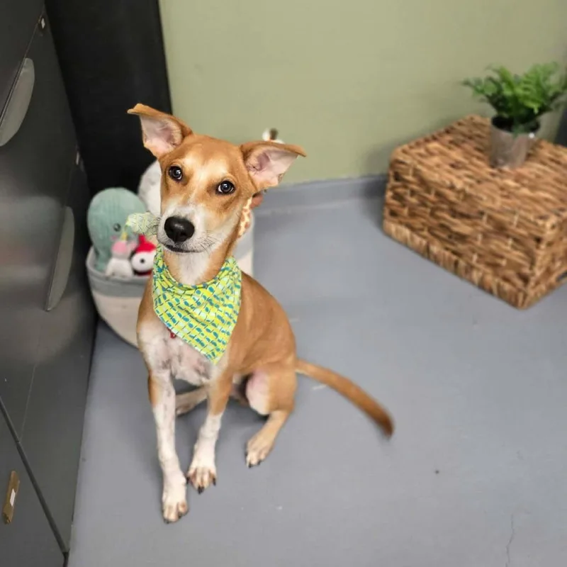 A young medium-sized male Apricot / Beige German Shepherd Dog dog named Cesar for adoption in Tacoma, WA