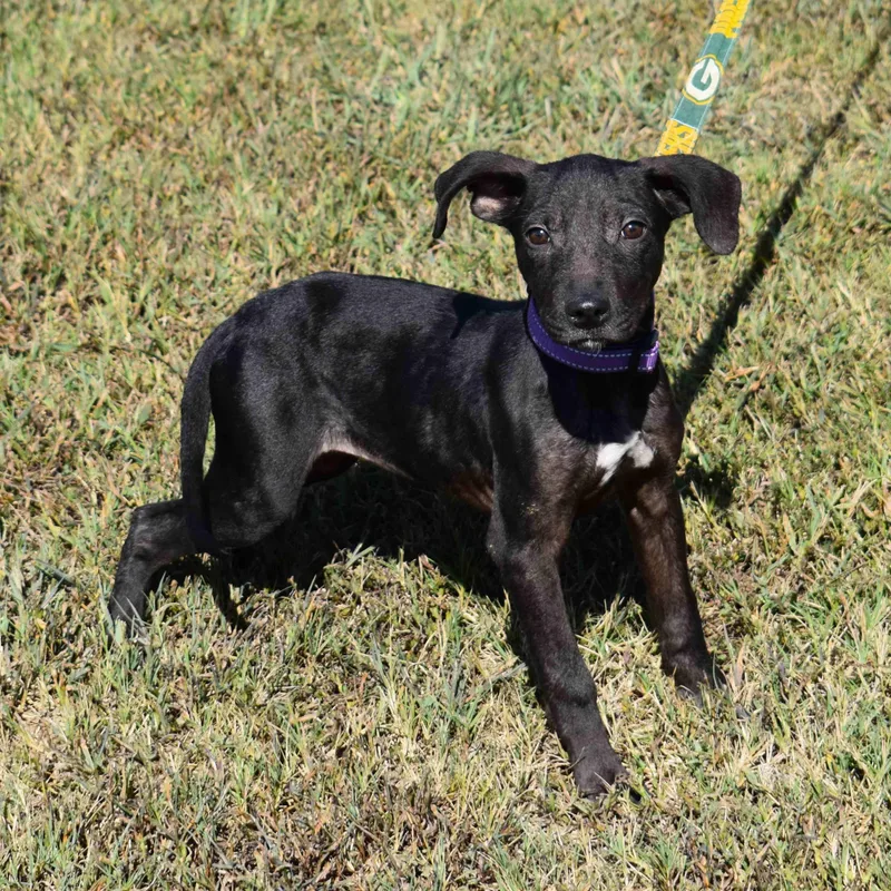 A baby medium-sized female Black Mixed Breed dog named Princess for adoption in Searcy, AR