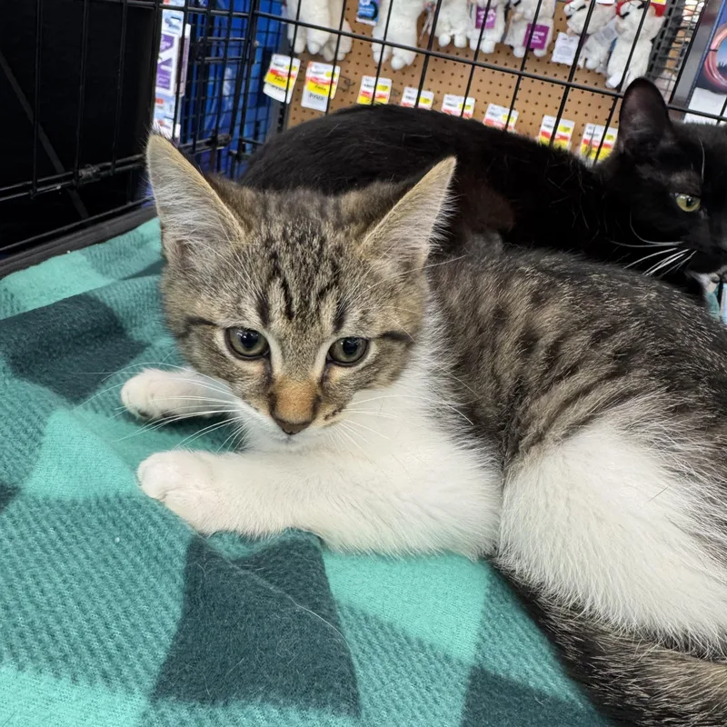 A baby medium-sized male Domestic Short Hair cat named Pickles for adoption in Easley, SC