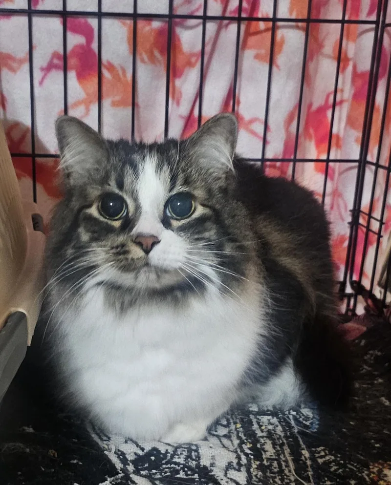 An adult large-sized male Brown / Chocolate Domestic Long Hair cat named Dez for adoption in Pittsburgh, PA