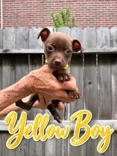 A baby small-sized male Terrier dog named Yellow for adoption in Spring, TX