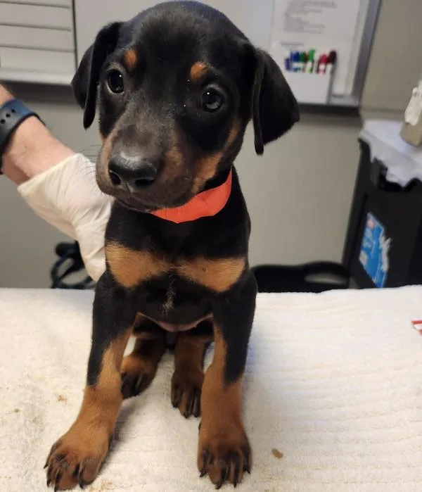 A baby medium-sized female Doberman Pinscher dog named Valkyrie for adoption in Oakland, CA